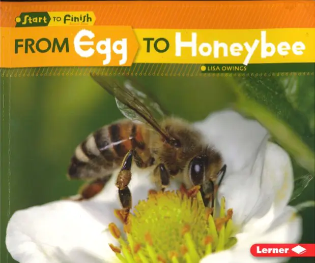 From Egg to Honeybee By Lisa Owings